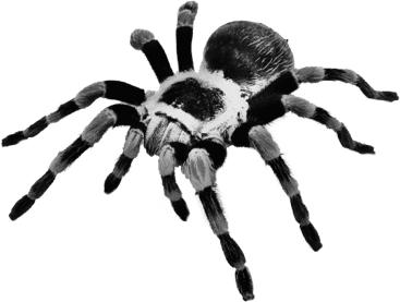 A big hairy tarantula
