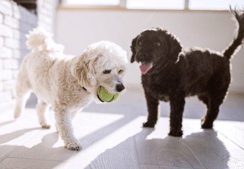 Two puppies playing with a tennis ball